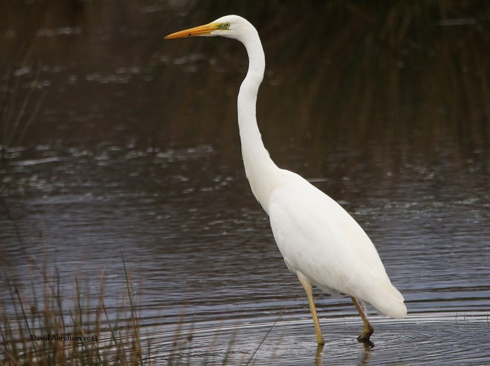 Great White Egret 