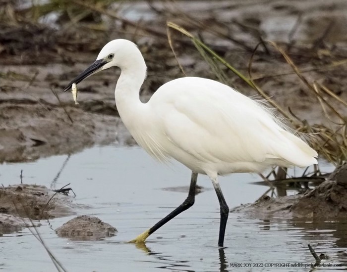 Little Egret