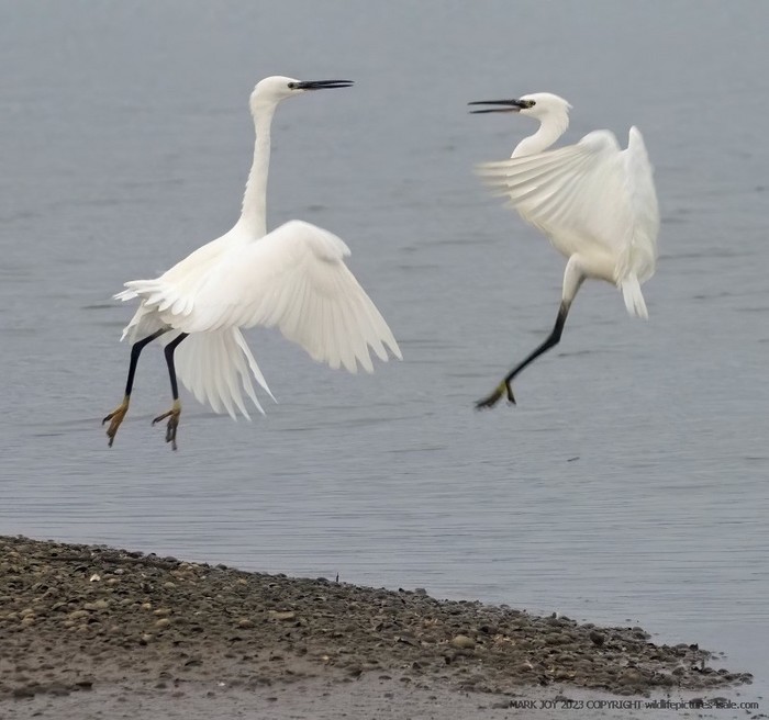 Little Egret