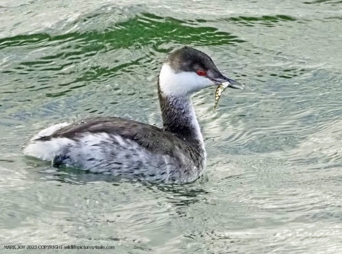 Slavonian Grebe