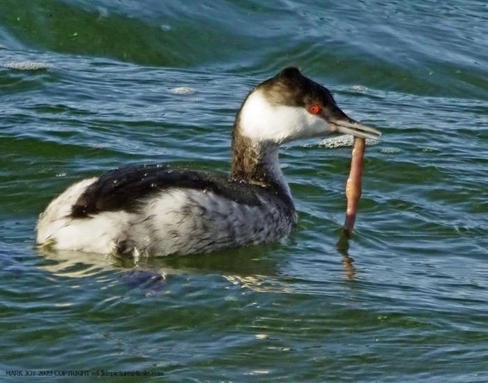 Slavonian Grebe