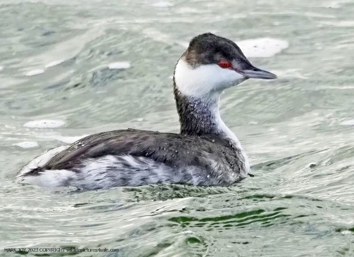 Slavonian Grebe
