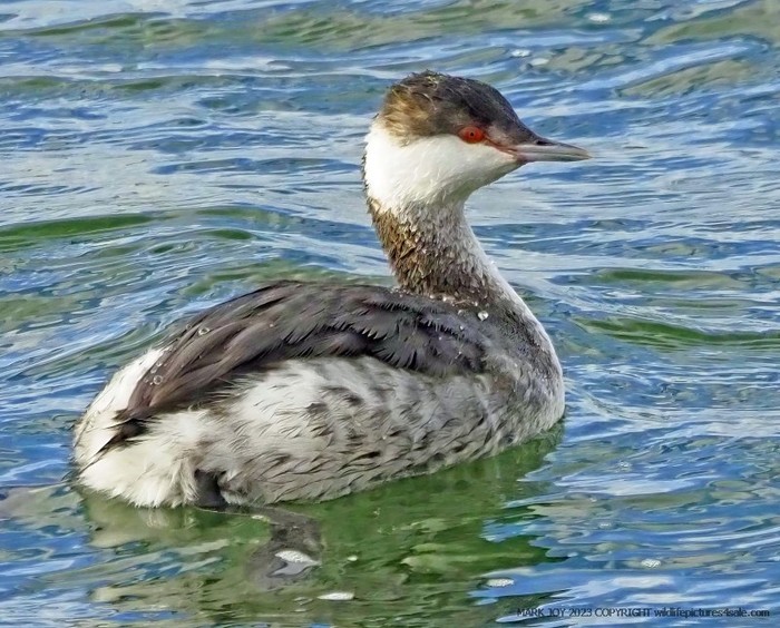 Slavonian Grebe