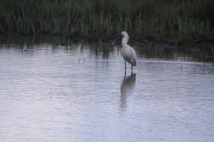 Spoonbill