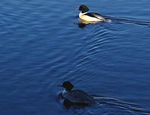 Goosander