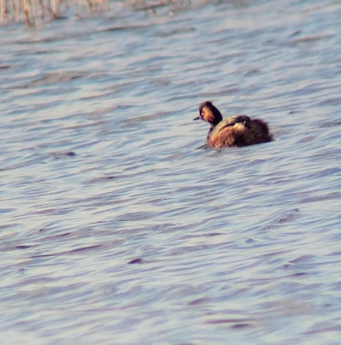 Black-necked Grebe