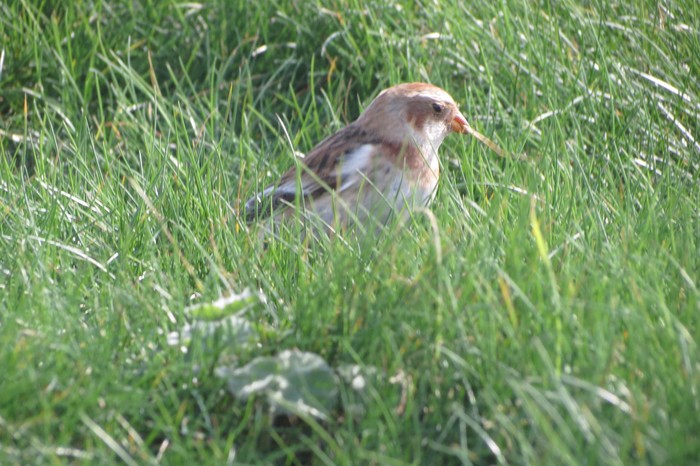 Snow Bunting