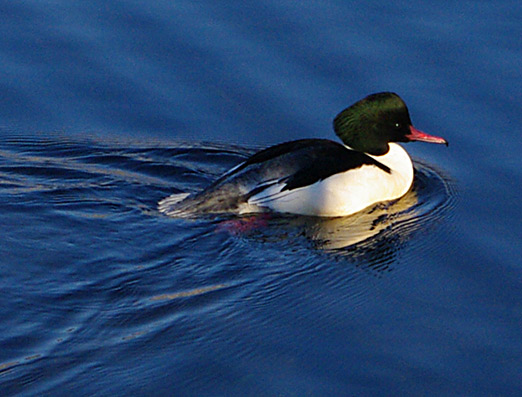Goosander