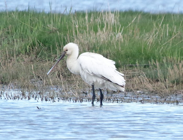 Spoonbill