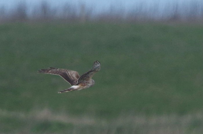 Hen Harrier