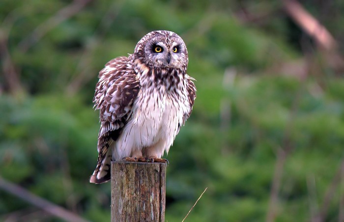 Short-eared Owl