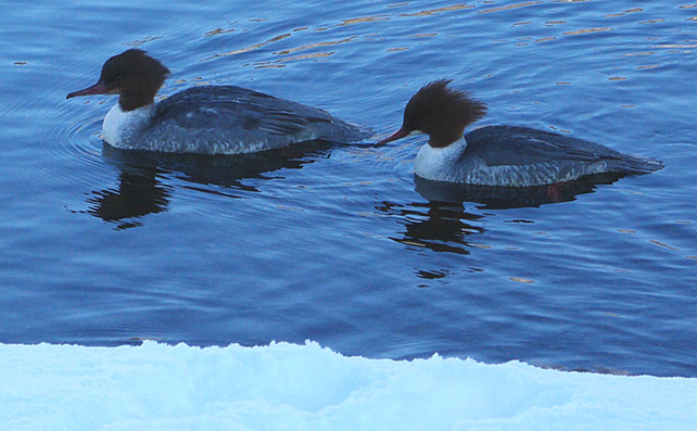 Goosander