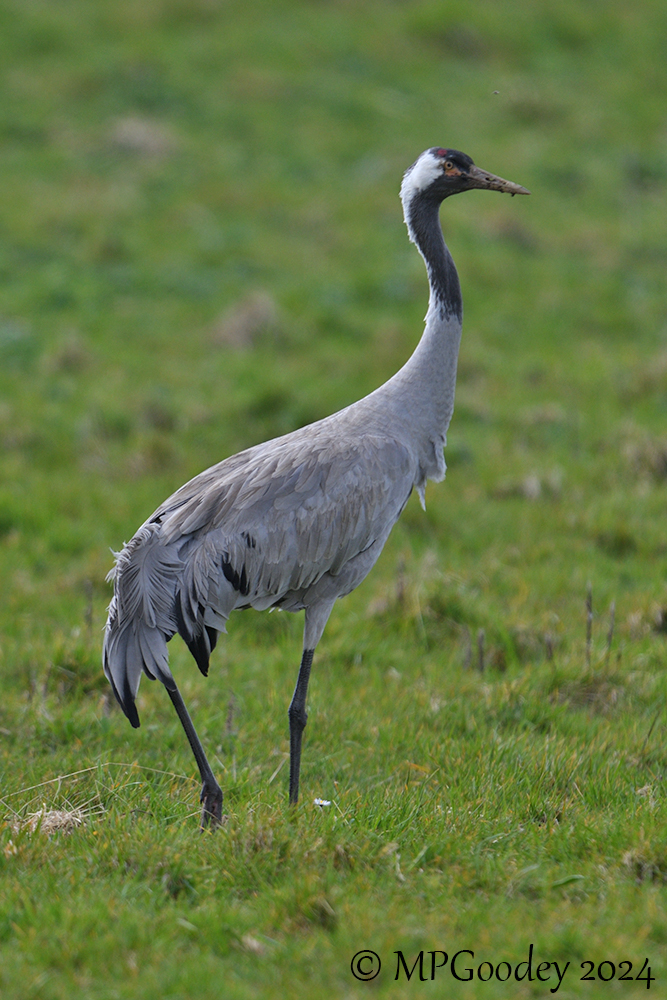 Common Crane