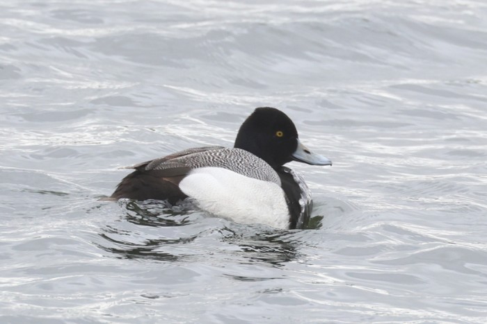 Lesser Scaup