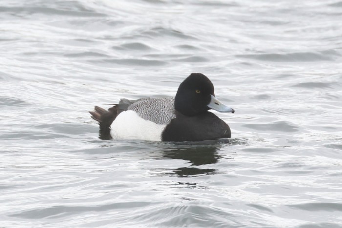 Lesser Scaup