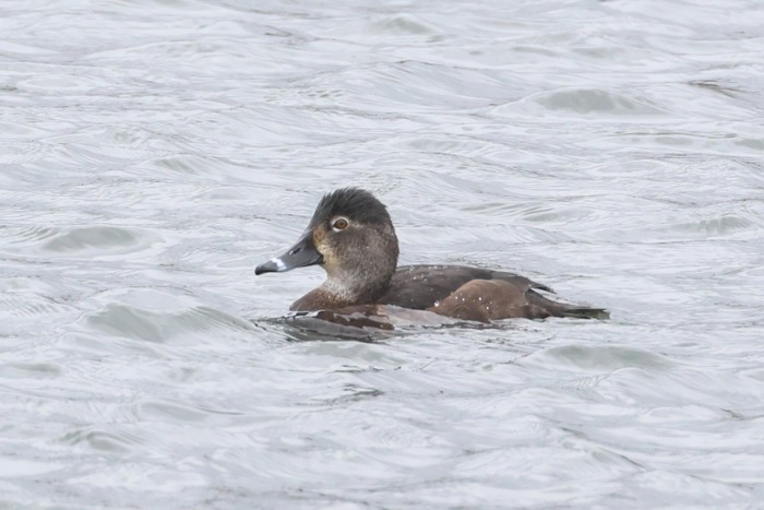 Ring-necked Duck