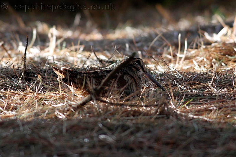Woodcock