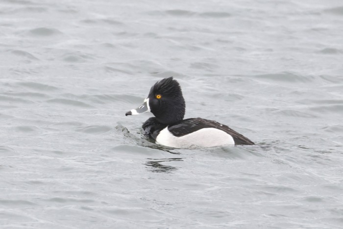 Ring-necked Duck