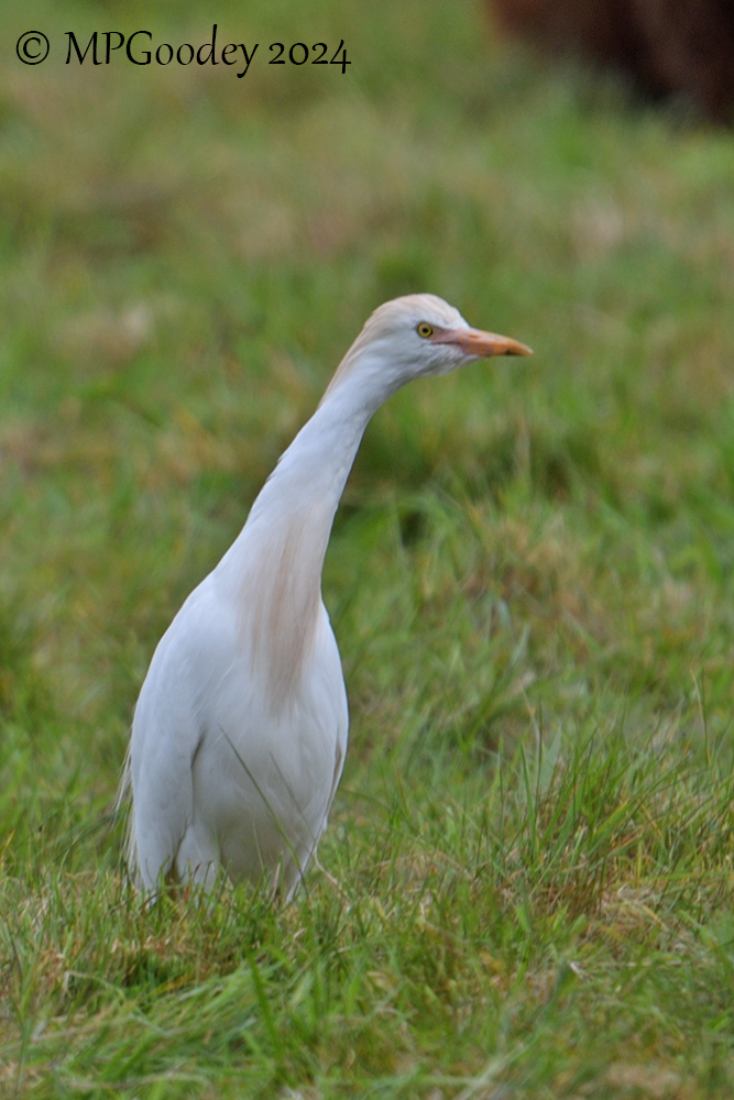 Cattle Egret