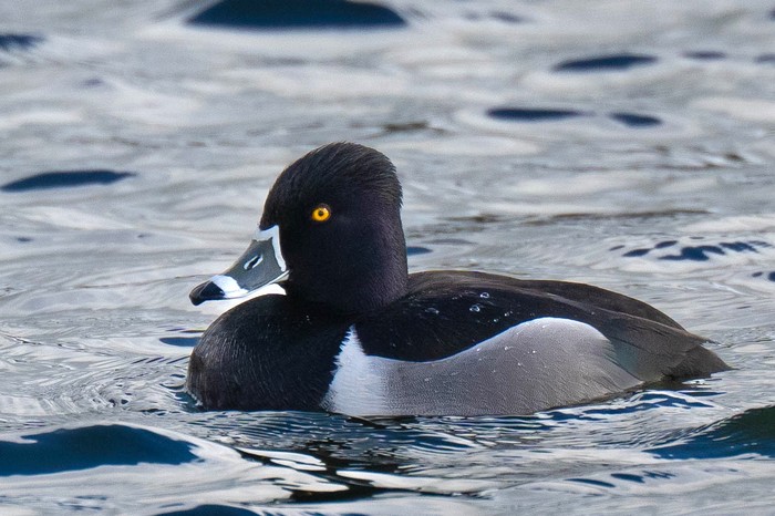 Ring-necked Duck