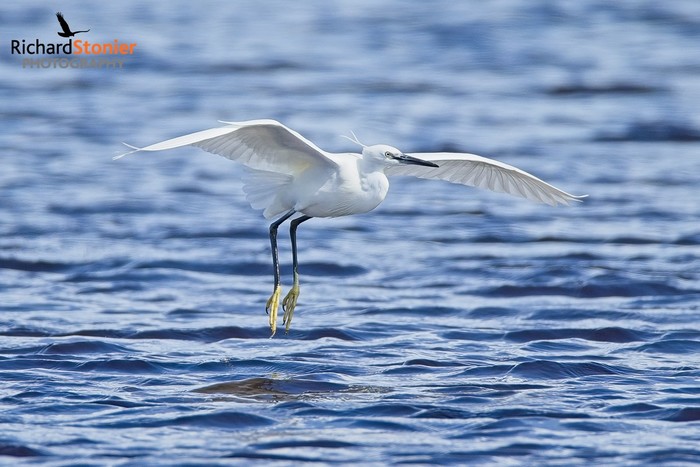Little Egret