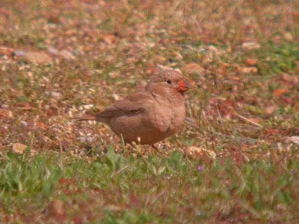 Trumpeter Finch