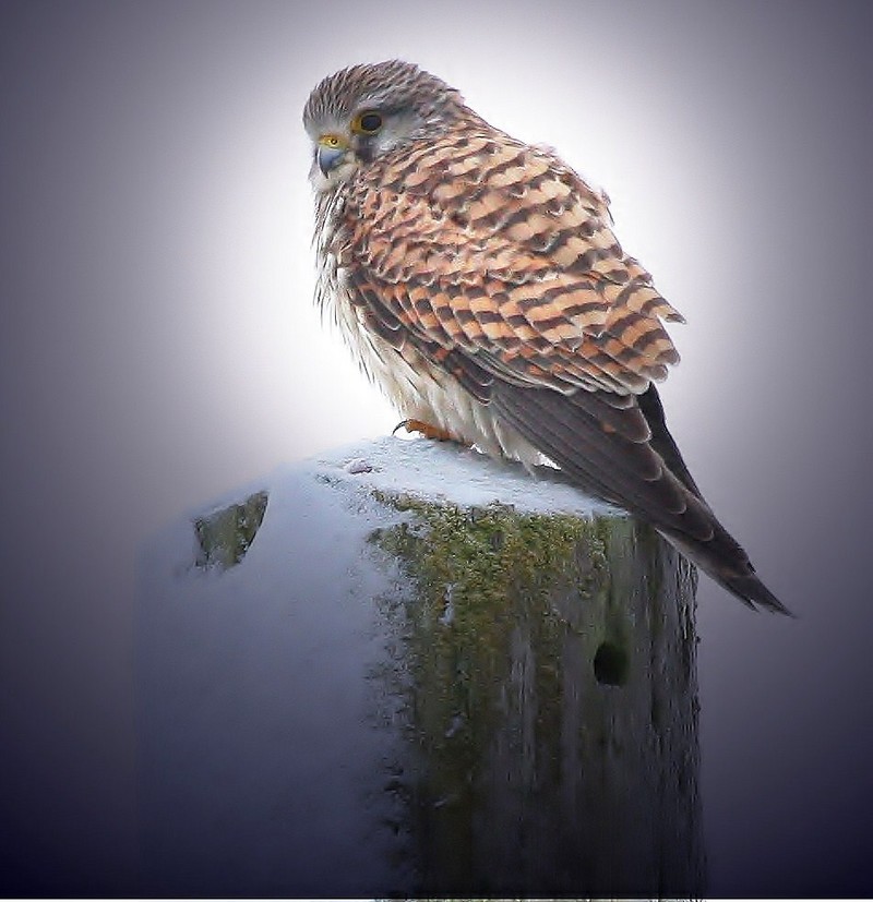 Kestrel