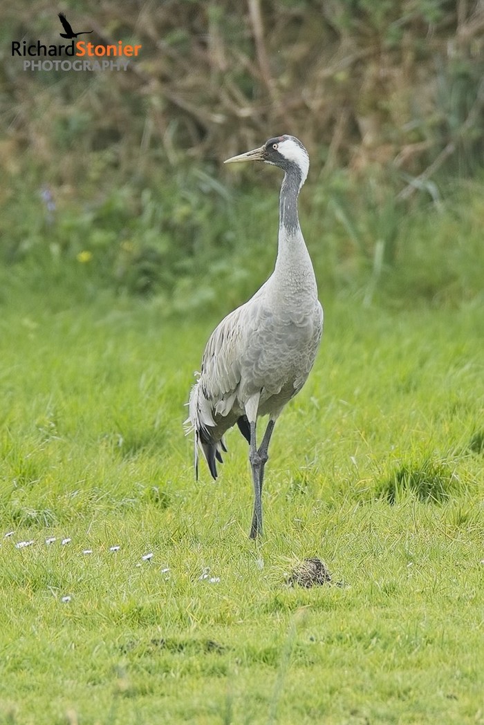 Common Crane