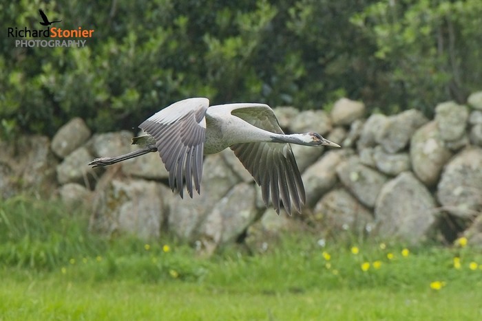 Common Crane