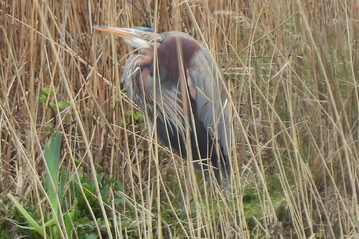 Purple Heron