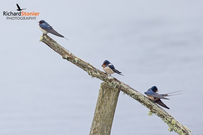 Swallow