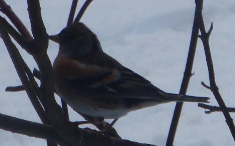 Brambling