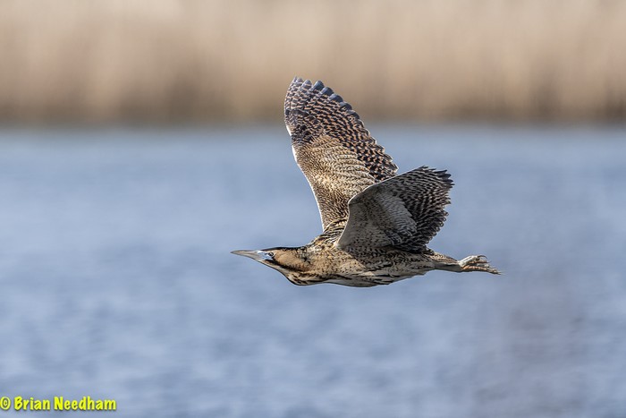 Bittern