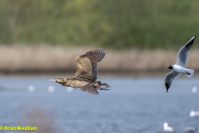 Bittern
