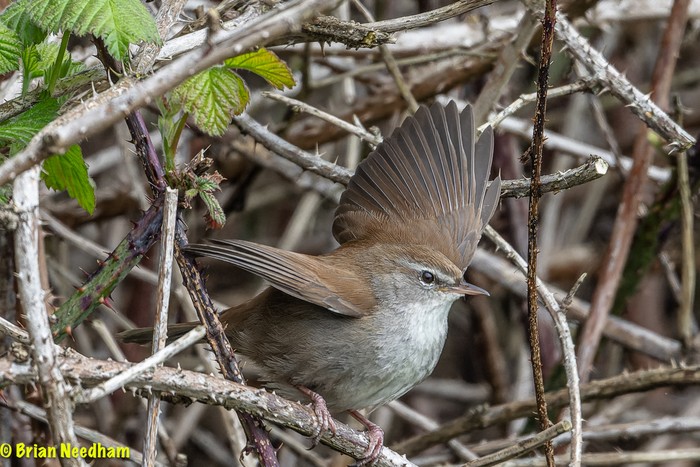 Cetti's Warbler