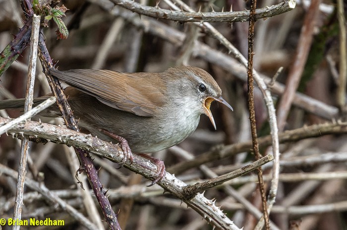 Cetti's Warbler