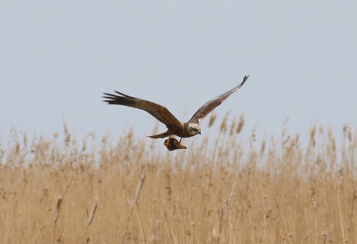 Marsh Harrier