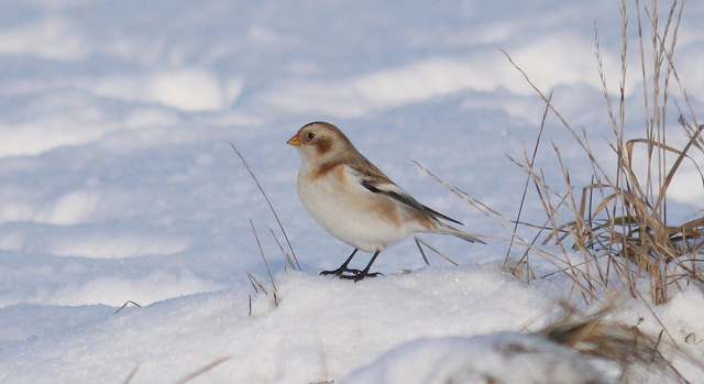 Snow Bunting