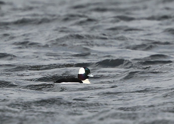 Bufflehead