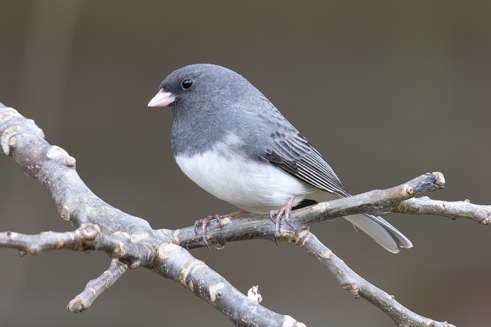 Slate-coloured Junco