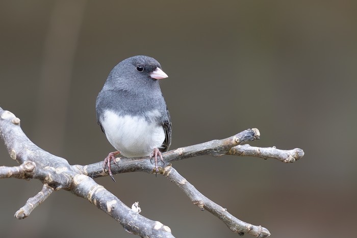 Slate-coloured Junco