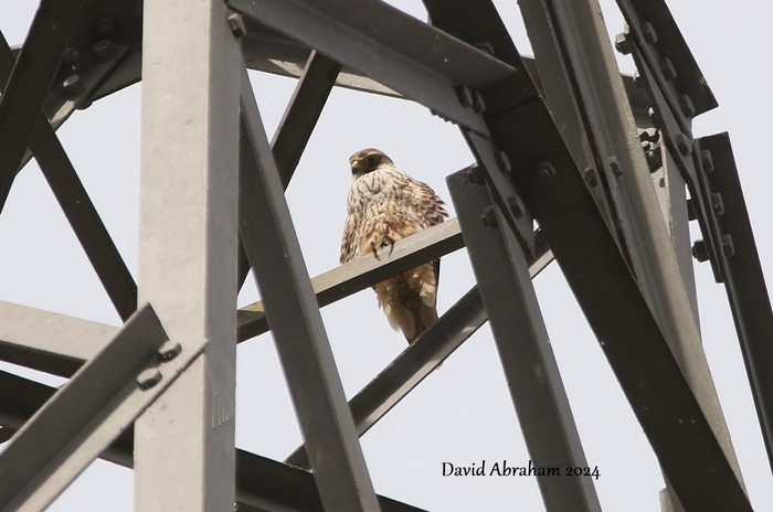 Peregrine 