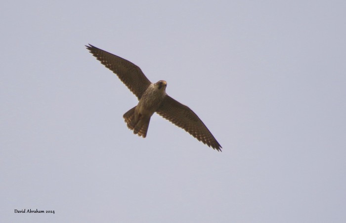 Peregrine 