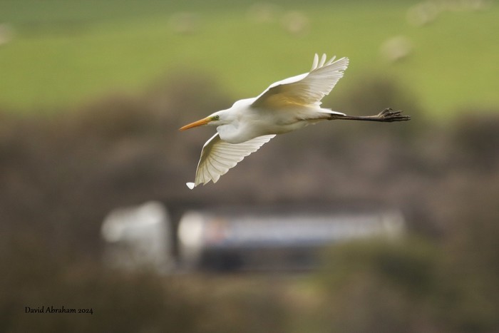 Great White Egret 