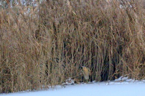 Bittern
