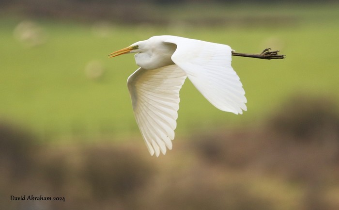 Great White Egret 