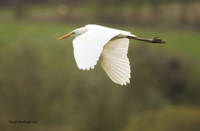 Great White Egret 