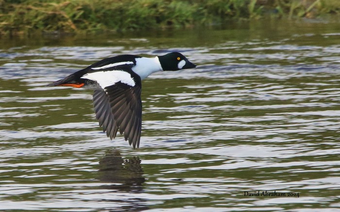 Goldeneye 