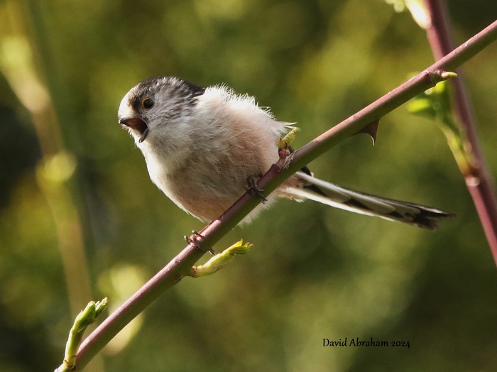 Long-tailed Tit 