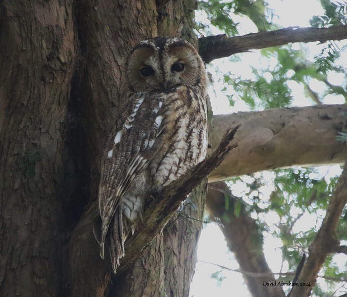 Tawny Owl 